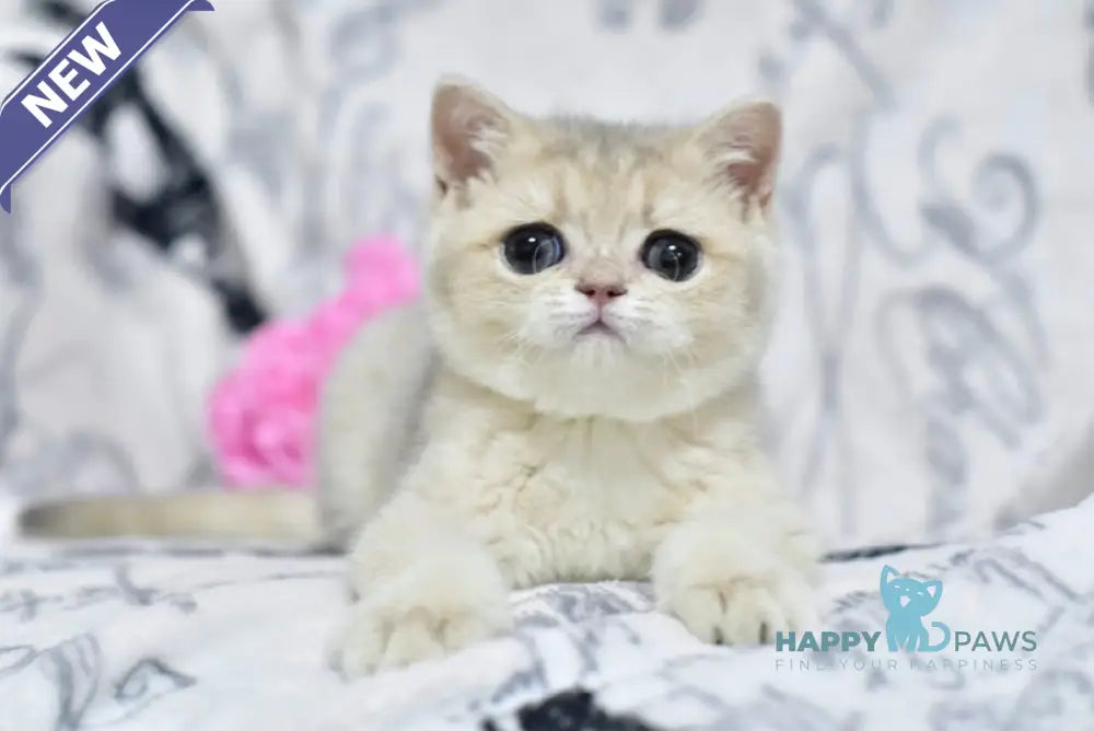 Xena British Shorthair female blue golden shaded live animals