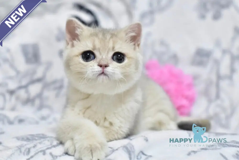 Xena British Shorthair female blue golden shaded live animals