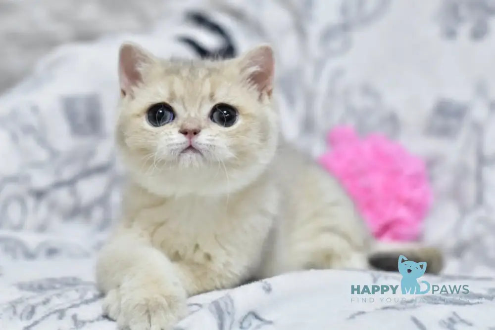 Xena British Shorthair female blue golden shaded live animals