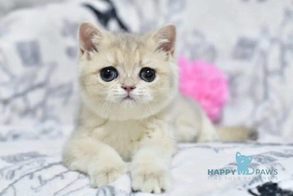 Xena British Shorthair female blue golden shaded live animals