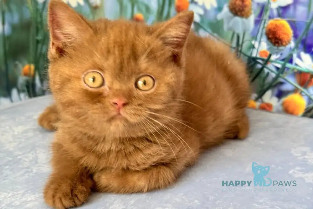 Xena British Shorthair female cinnamon live animals