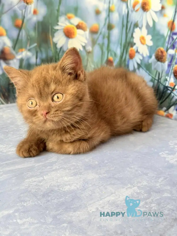 Xena British Shorthair female cinnamon live animals