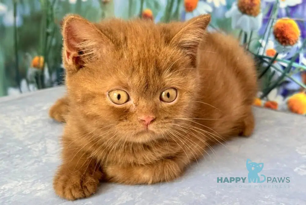 Xena British Shorthair female cinnamon live animals