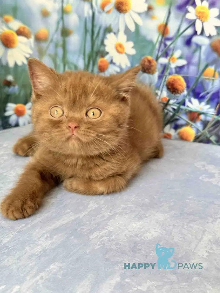 Xena British Shorthair female cinnamon live animals