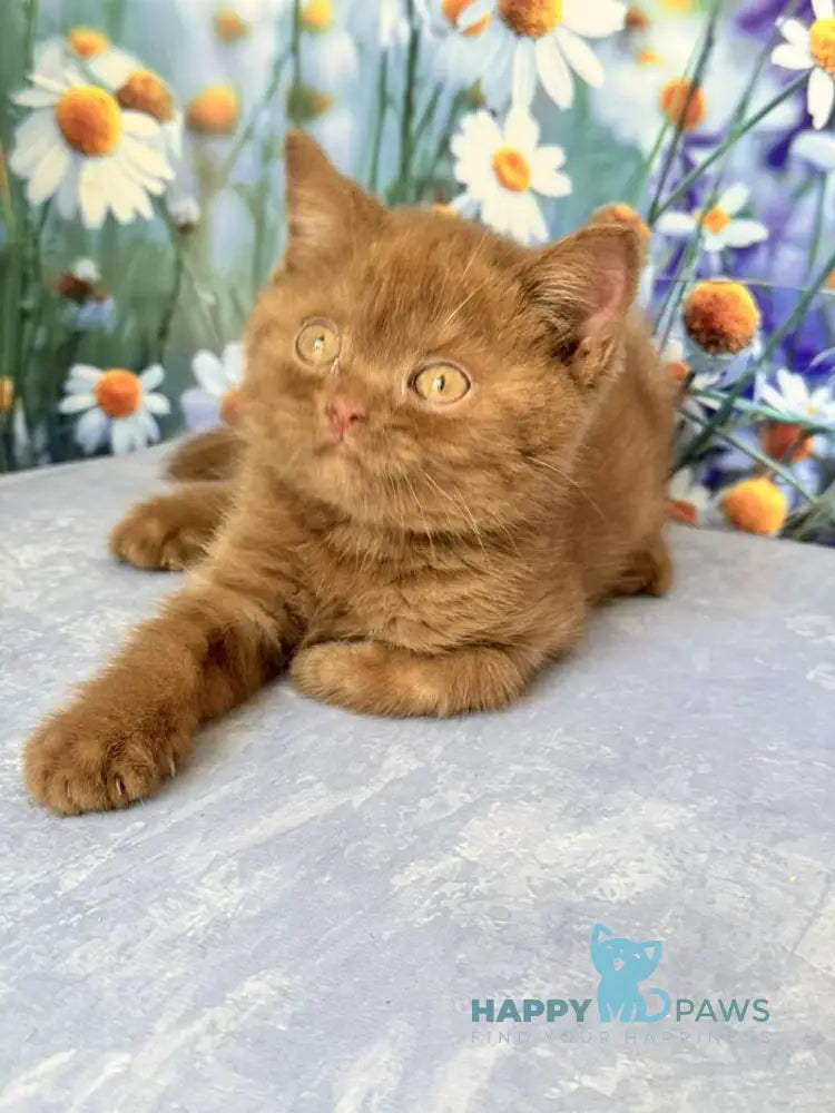 Xena British Shorthair female cinnamon live animals