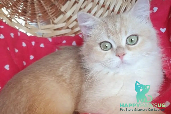 Xena British Shorthair female lilac golden chinchilla - live animals