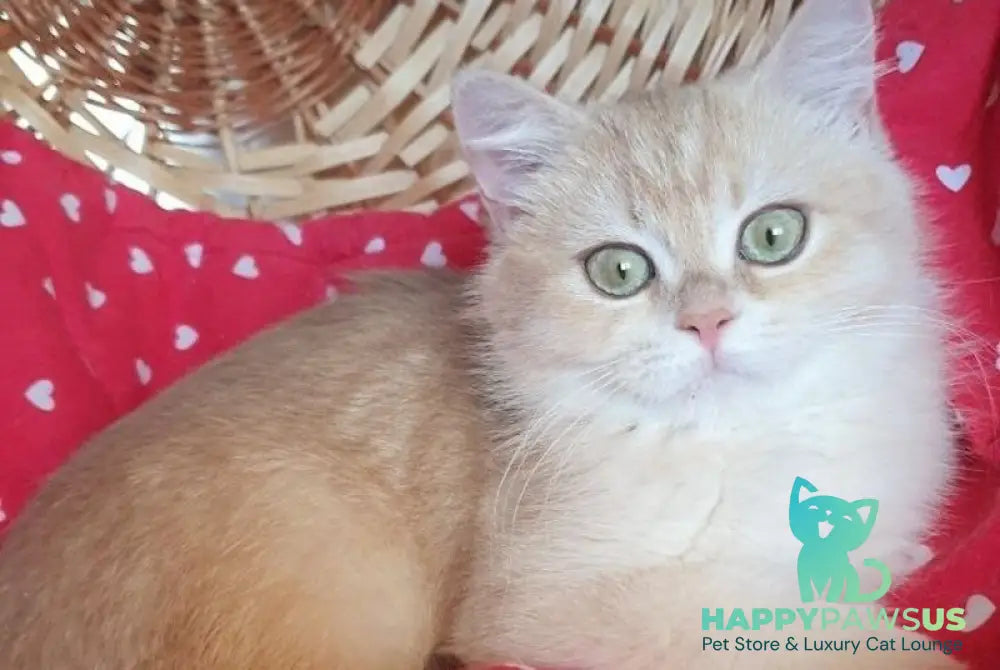 Xena British Shorthair female lilac golden chinchilla - live animals