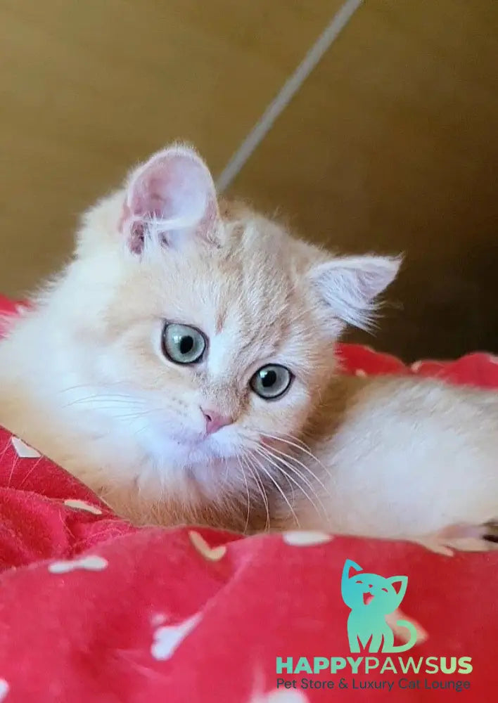 Xena British Shorthair female lilac golden chinchilla - live animals