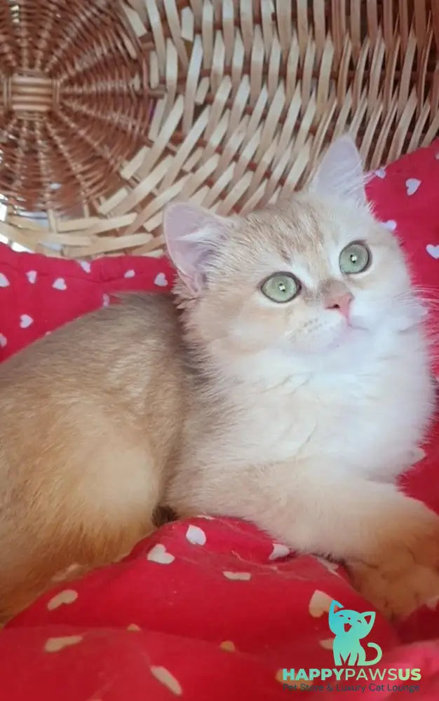 Xena British Shorthair female lilac golden chinchilla - live animals