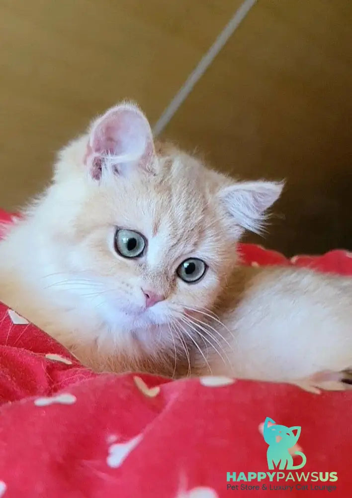 Xena British Shorthair female lilac golden chinchilla - live animals