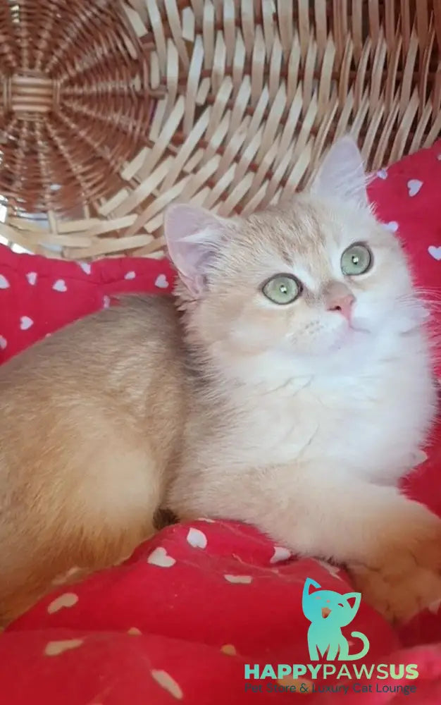 Xena British Shorthair female lilac golden chinchilla - live animals
