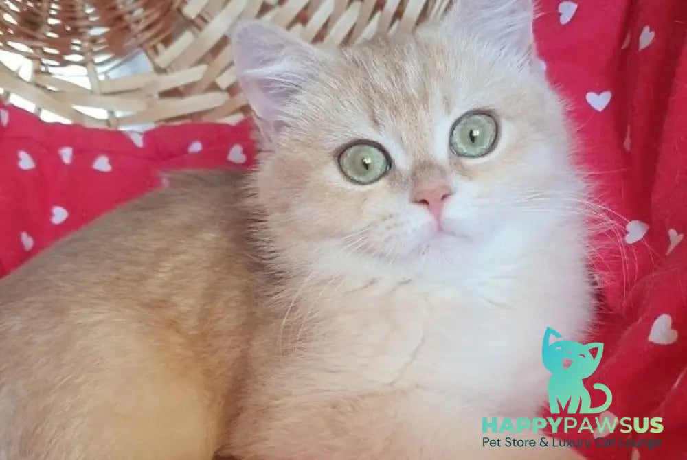 Xena British Shorthair female lilac golden chinchilla - live animals