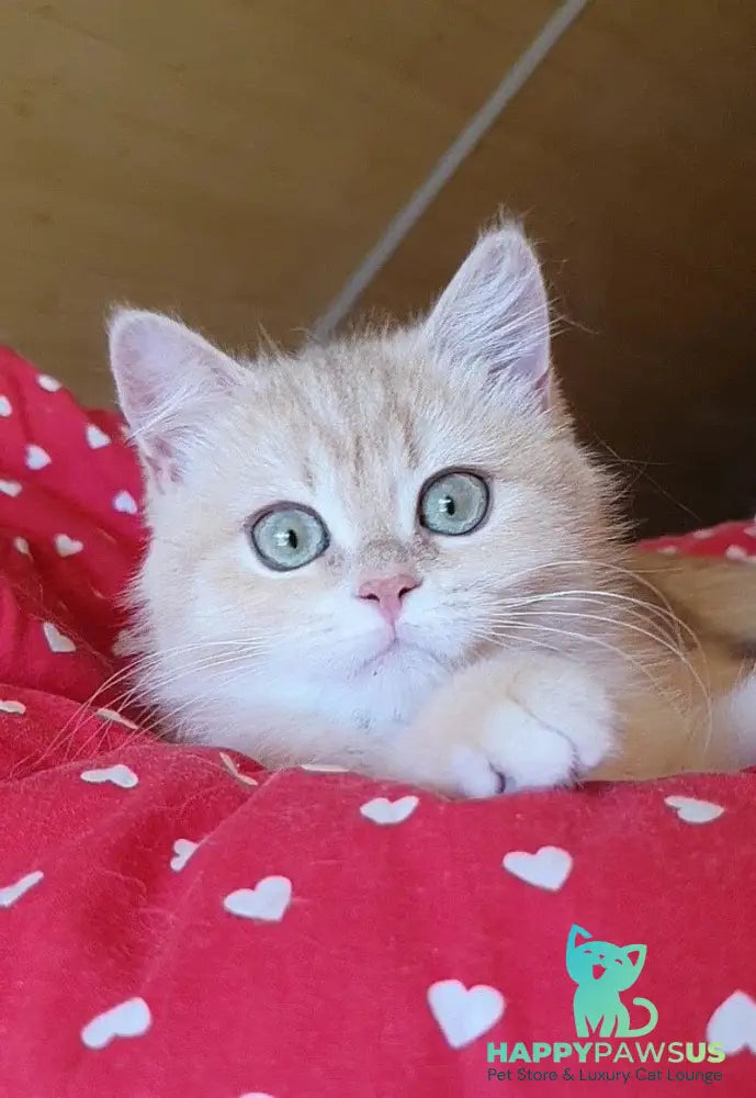 Xena British Shorthair female lilac golden chinchilla - live animals