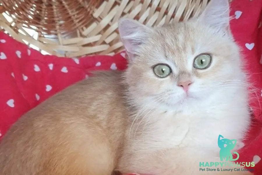 Xena British Shorthair female lilac golden chinchilla - live animals
