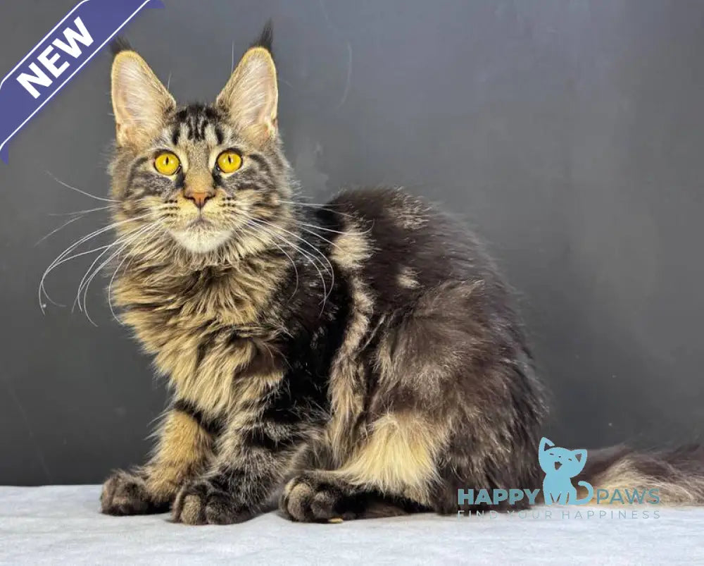 Xena Maine Coon female black tabby live animals