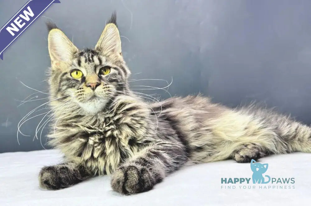 Xena Maine Coon female black tabby live animals