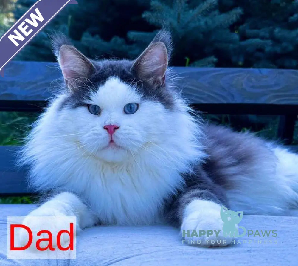 Xena Maine Coon female black tabby live animals