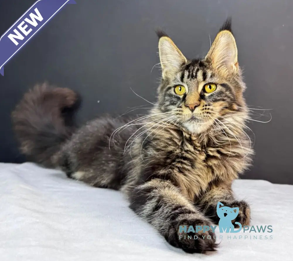 Xena Maine Coon female black tabby live animals