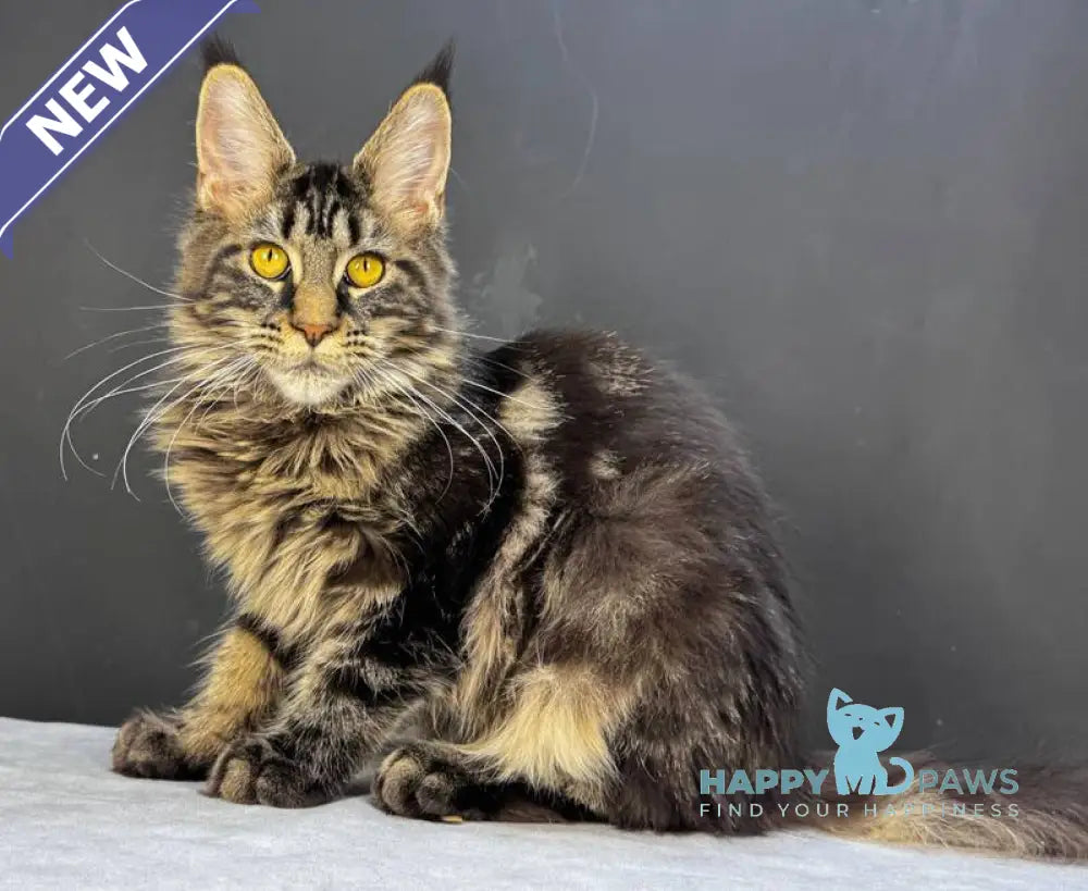 Xena Maine Coon female black tabby live animals