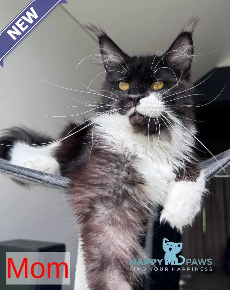 Xena Maine Coon female black tabby live animals