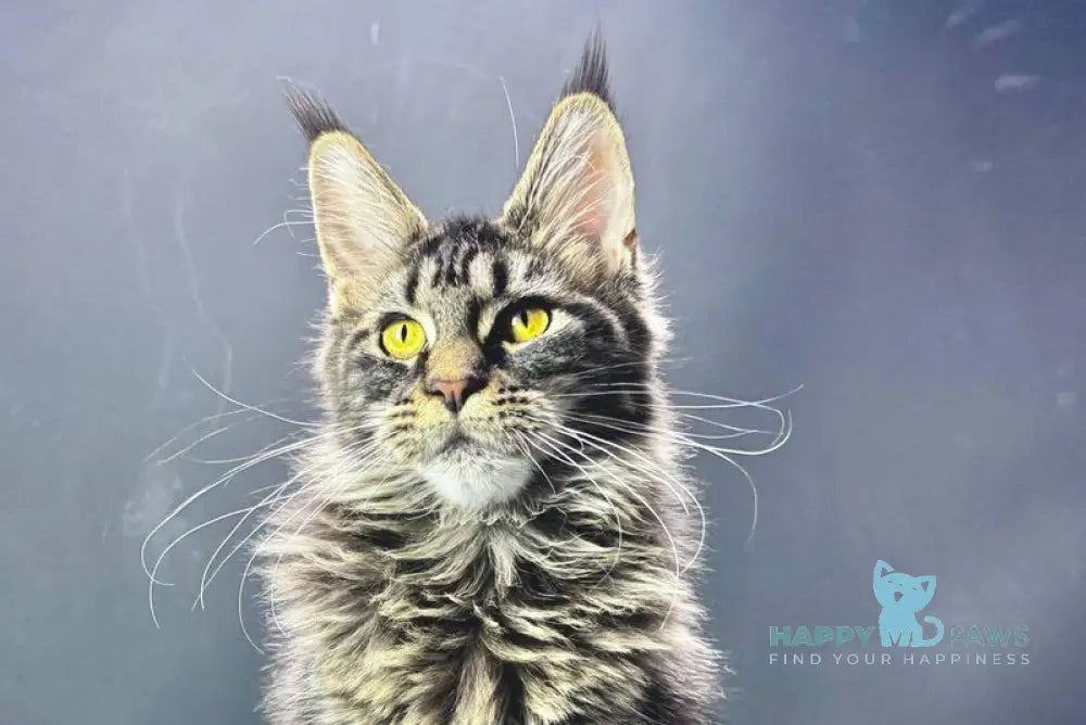 Xena Maine Coon female black tabby live animals