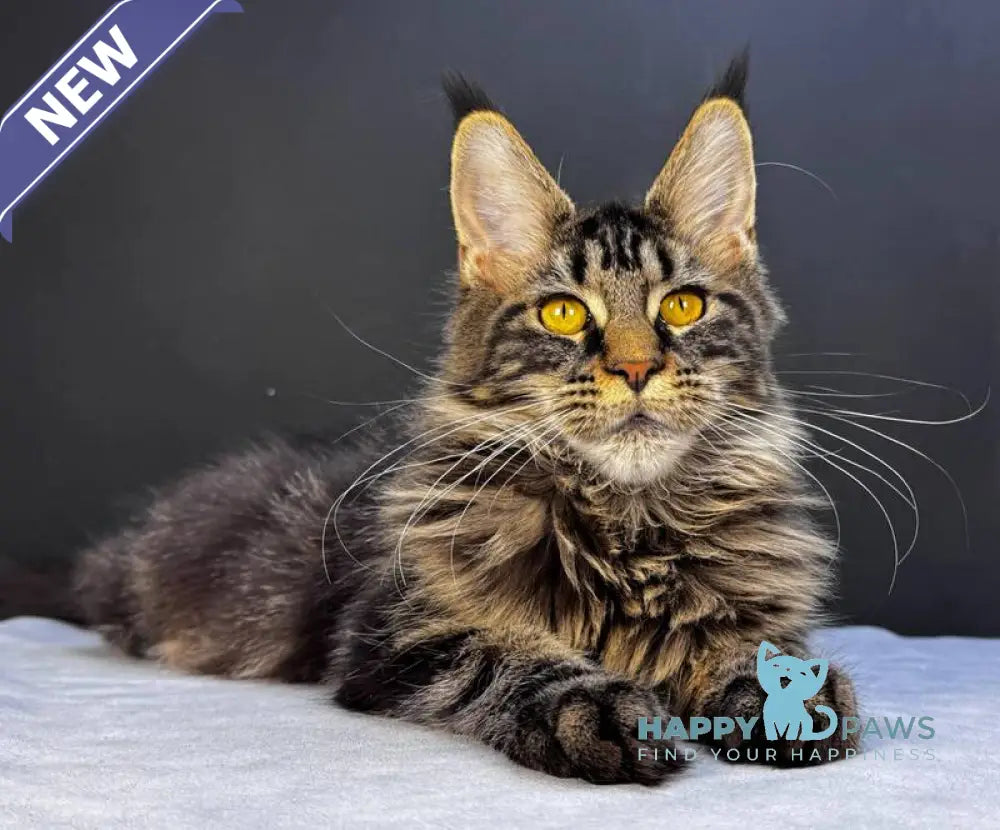 Xena Maine Coon female black tabby live animals