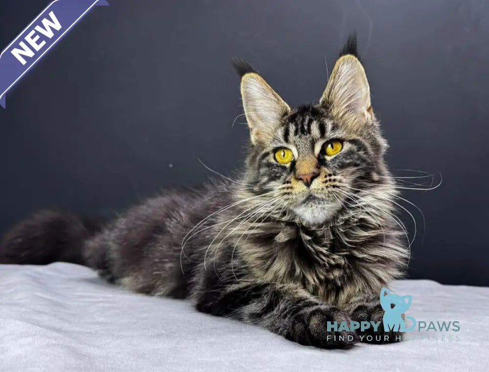 Xena Maine Coon female black tabby live animals
