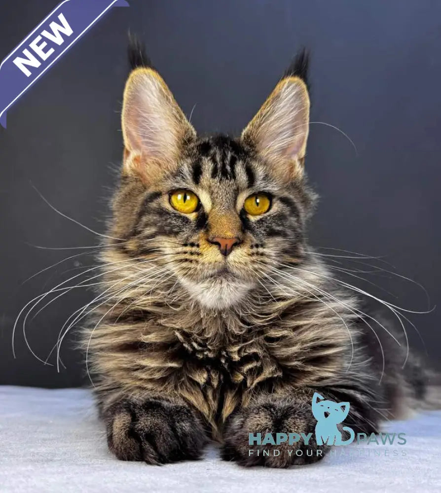 Xena Maine Coon female black tabby live animals