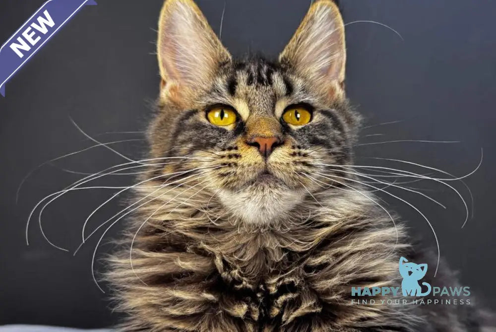 Xena Maine Coon female black tabby live animals