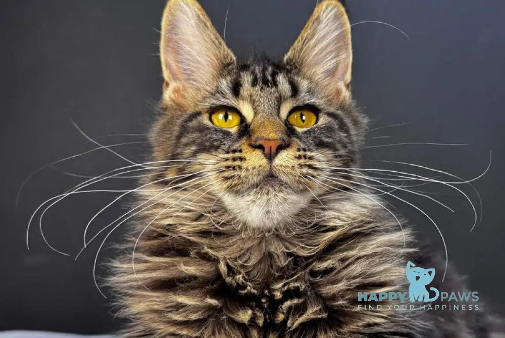 Xena Maine Coon female black tabby live animals