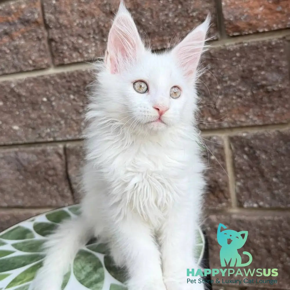 Xena Maine Coon female white - live animals