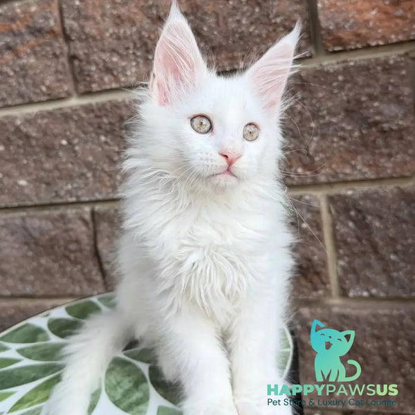 Xena Maine Coon female white - live animals