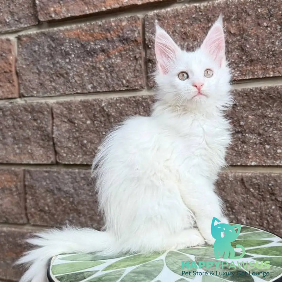 Xena Maine Coon female white - live animals