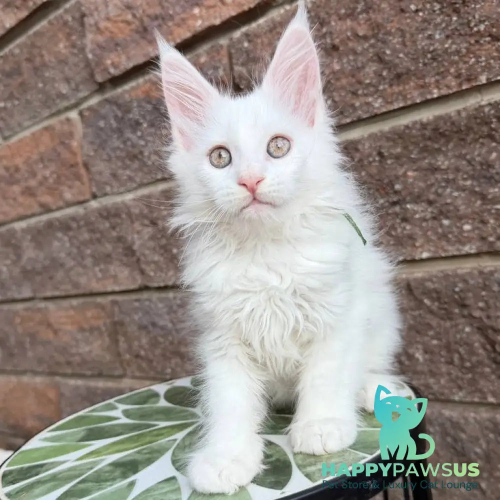 Xena Maine Coon female white - live animals