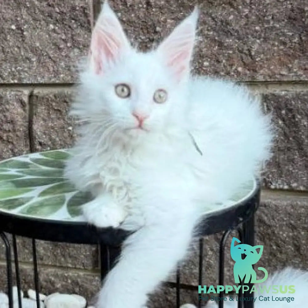 Xena Maine Coon female white - live animals