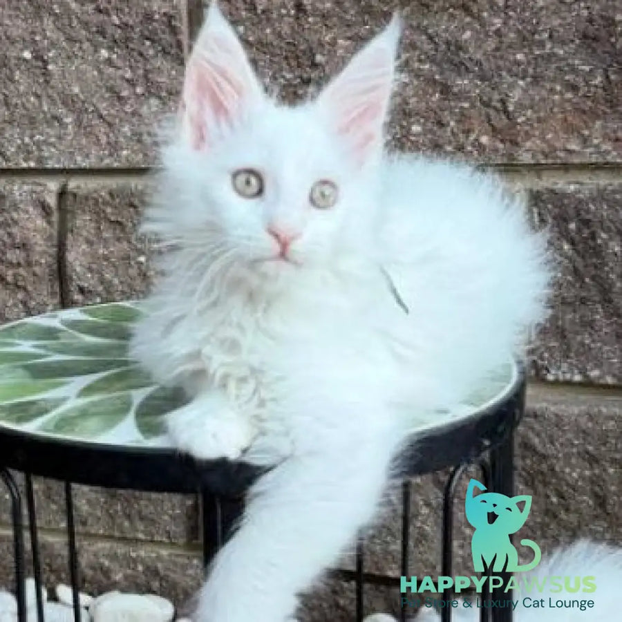 Xena Maine Coon female white - live animals