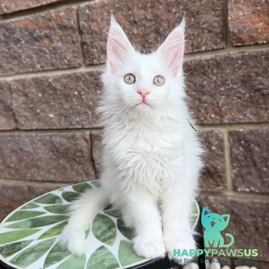 Xena Maine Coon female white - live animals