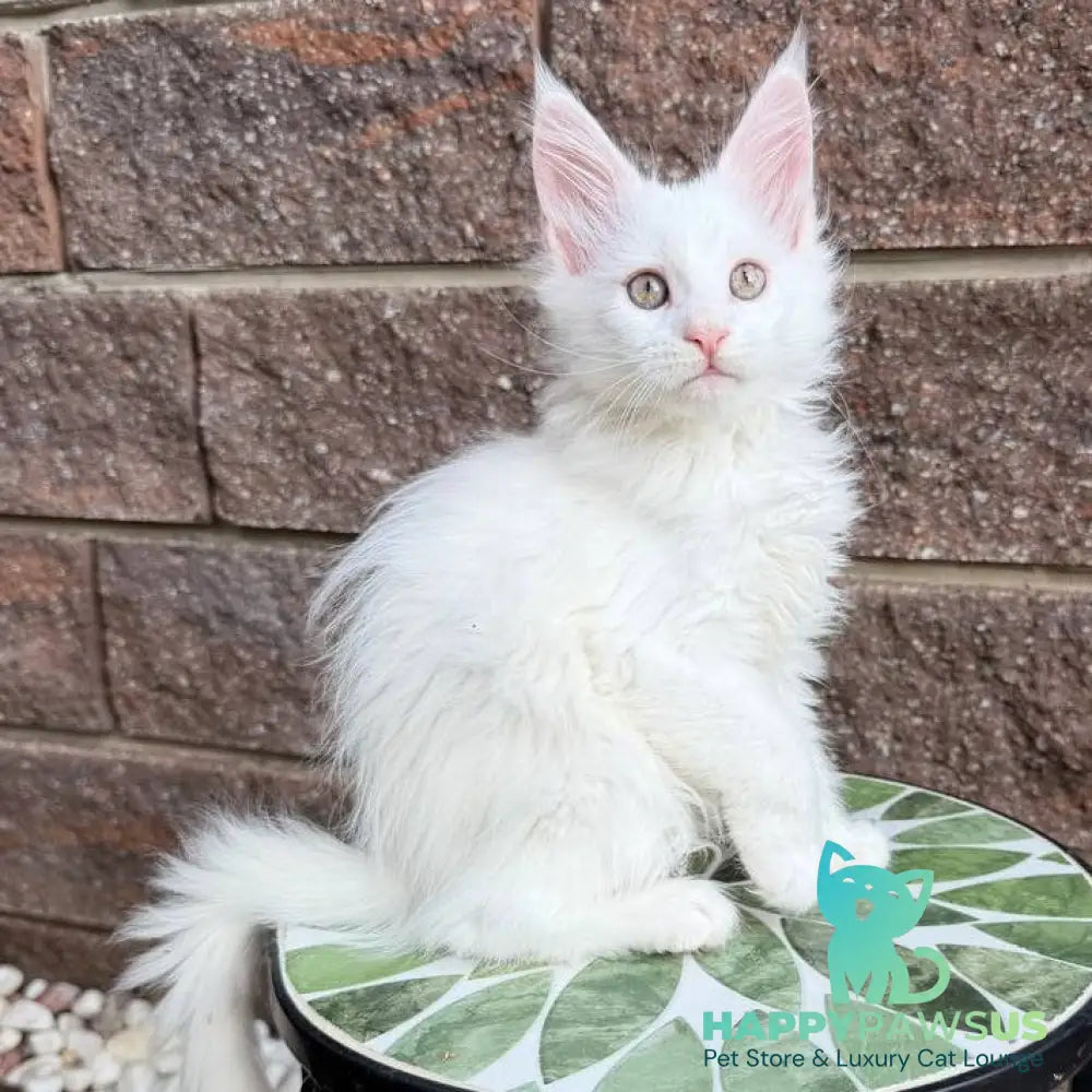 Xena Maine Coon female white - live animals