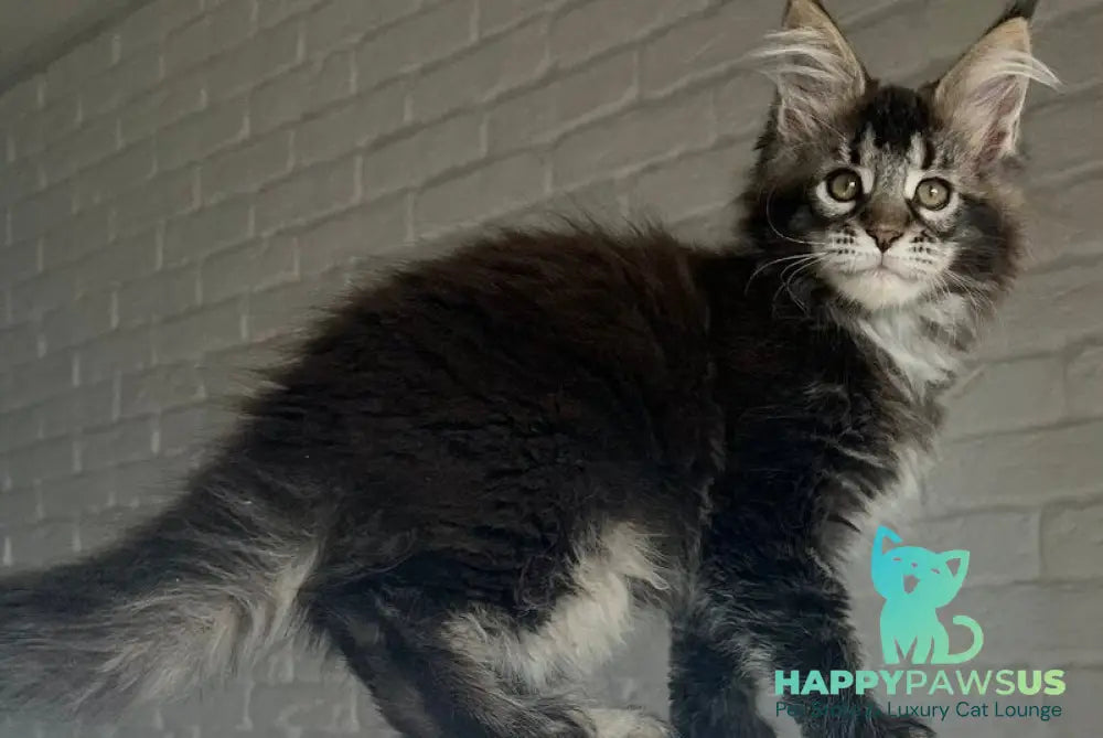 Xena Maine Coon polydactyl female black ticked tabby - live animals