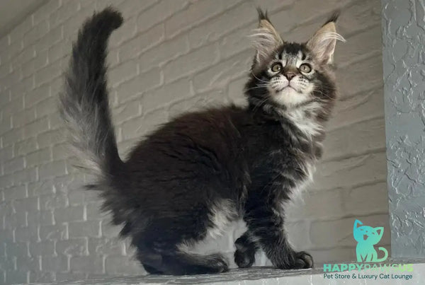 Xena Maine Coon polydactyl female black ticked tabby - live animals