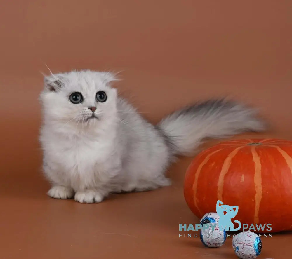 Xena Munchkin female black silver shaded live animals