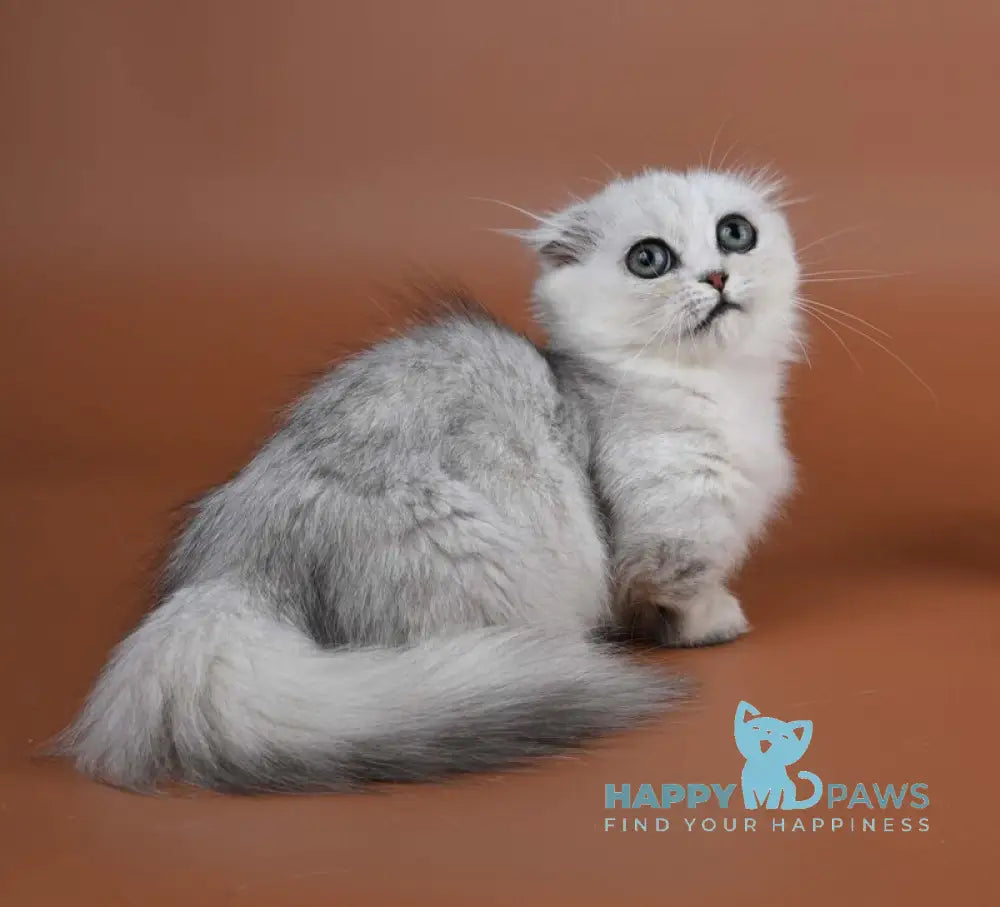 Xena Munchkin female black silver shaded live animals