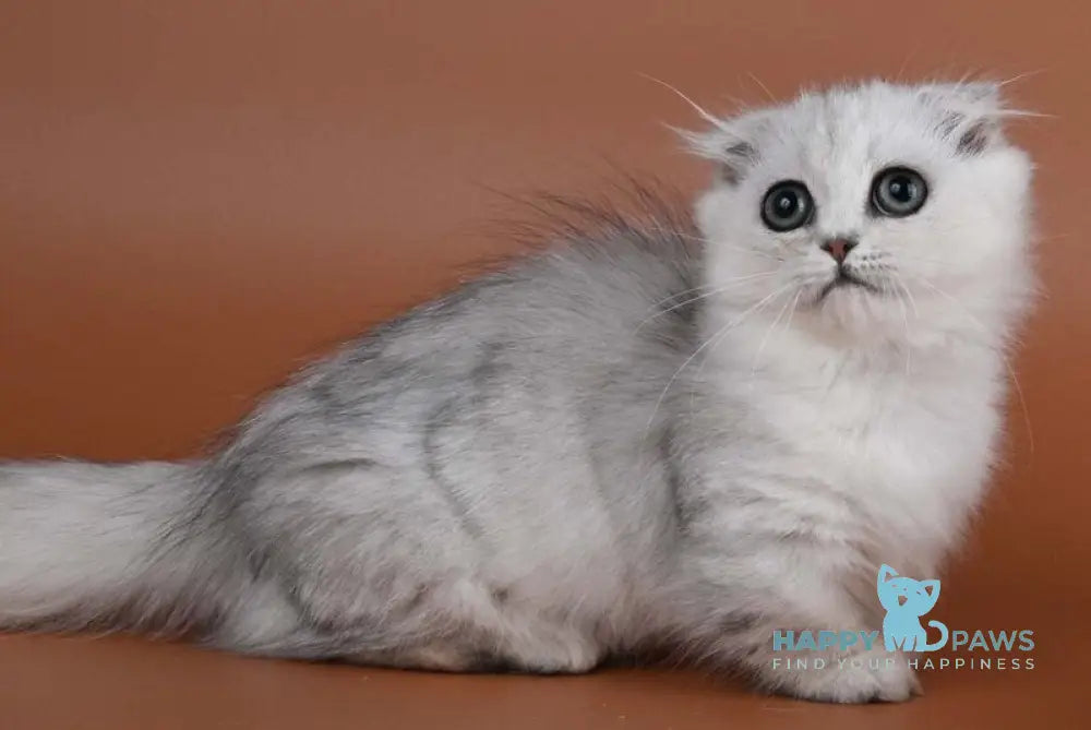 Xena Munchkin female black silver shaded live animals