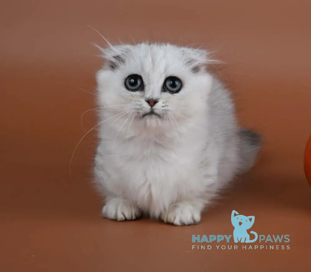 Xena Munchkin female black silver shaded live animals