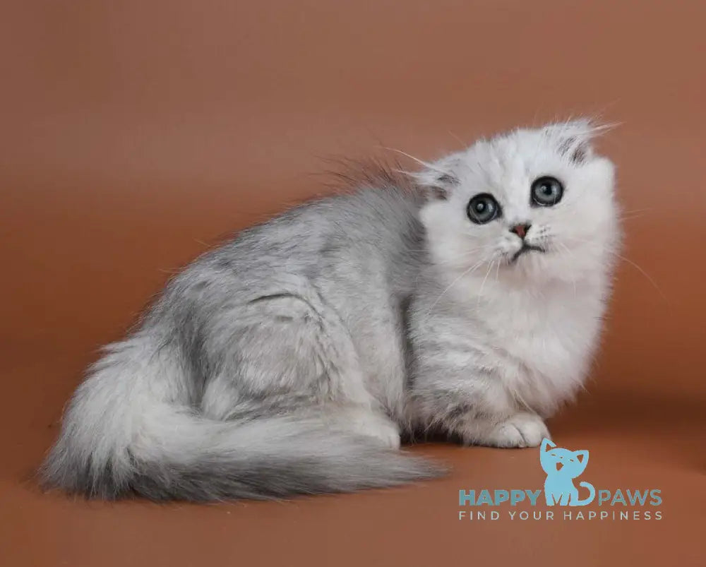 Xena Munchkin female black silver shaded live animals