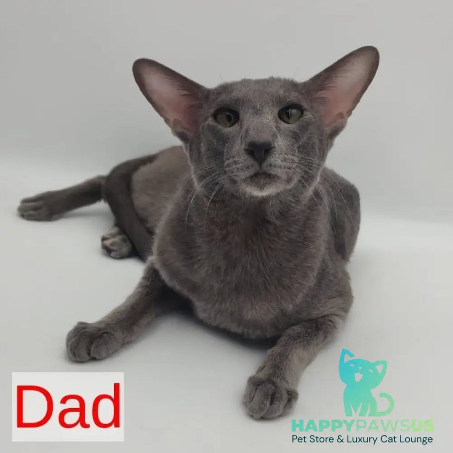 Xena Oriental Shorthair female black spotted tabby harlequin - live animals
