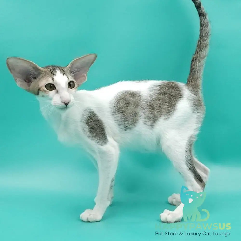 Xena Oriental Shorthair female black spotted tabby harlequin - live animals
