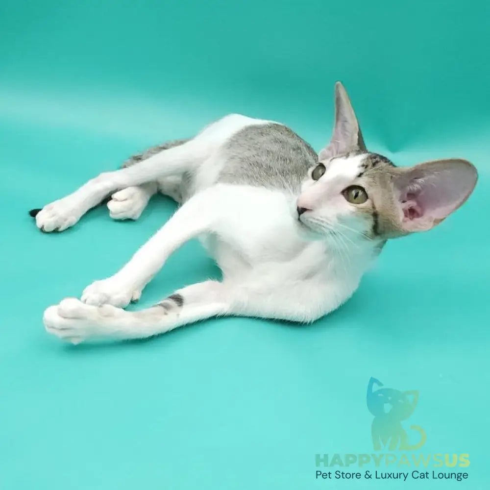 Xena Oriental Shorthair female black spotted tabby harlequin - live animals