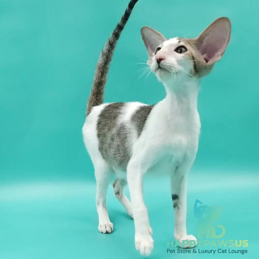 Xena Oriental Shorthair female black spotted tabby harlequin - live animals