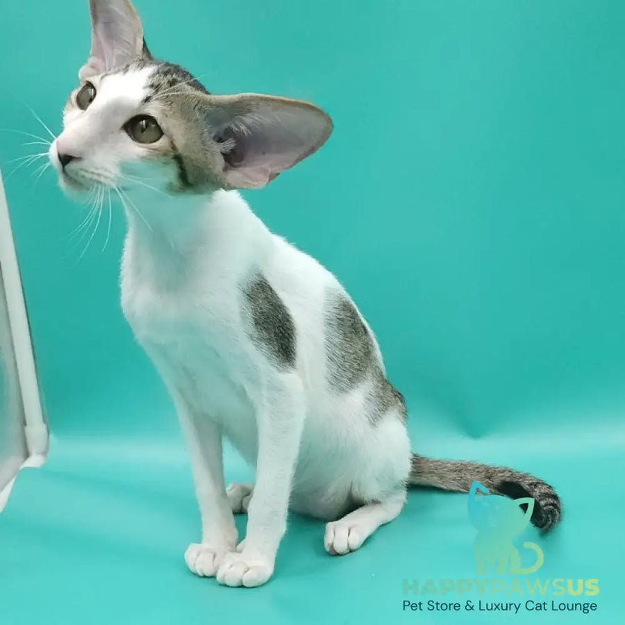Xena Oriental Shorthair female black spotted tabby harlequin - live animals